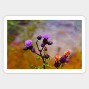 Wildflower Watercolour Sticker